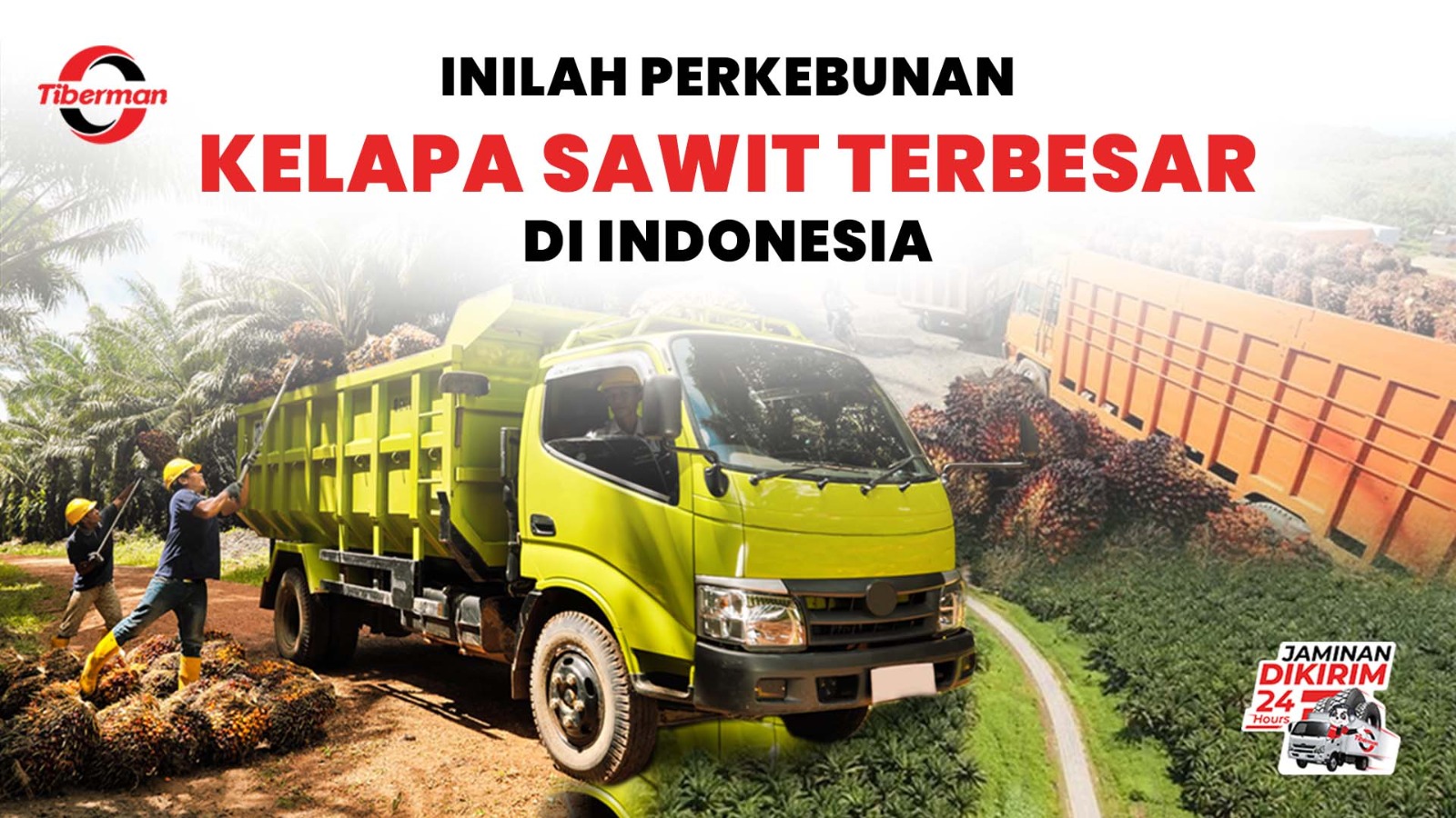 Inilah Perkebunan Kelapa Sawit Terbesar di Indonesia