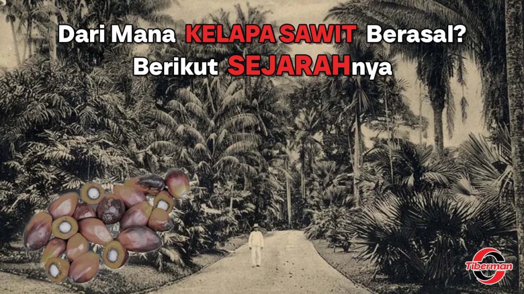Sejarah Kelapa sawit berasal dari